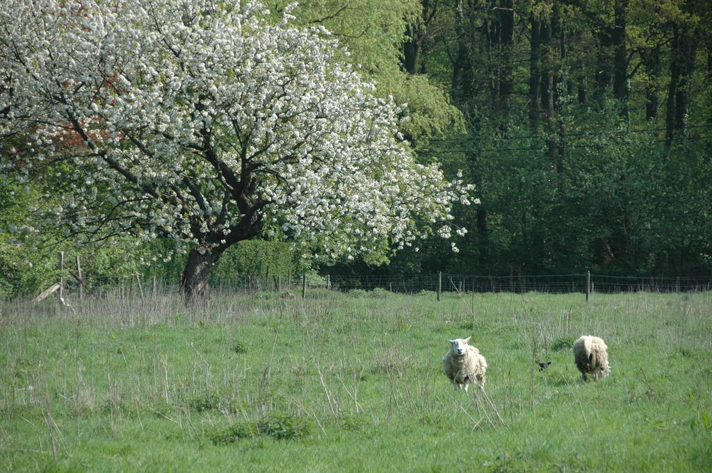 Gastenlogies Blauwe Schaap Ranst Exterior photo